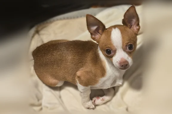 Missing dog Male, Hickory Hills (usl536280) - photo