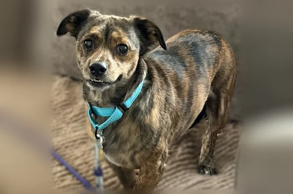 Lost dog, Gold Street, 306, New York - male Chiweenie - photo