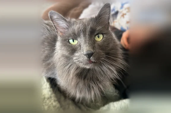 Lost male cat, South Jackson Street, Harris, Minneapolis - fluffy and gray with green eyes - photo