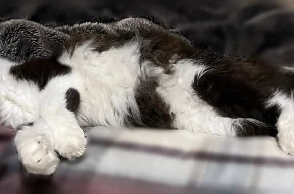 Lost pets Arlington, photo: Lost male cat, West Wesley Ridge, 11, Atlanta - 14 years old