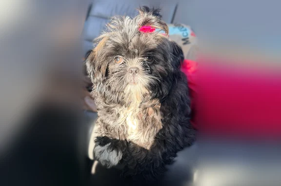 Lost female dog, North Belmont Avenue, Indianapolis - small Shih Tzu with pink and orange collar - photo