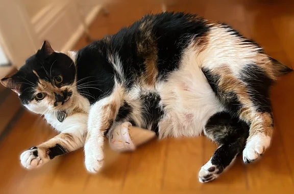 Lost pets Tampa, photo: Lost cat, Lutz, Tampa - female American bobtail