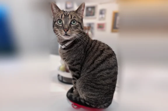 Lost cat, Surf Point Lane, Katy - male tabby with a white flea collar - photo