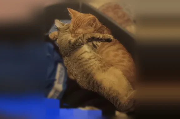 Lost male cat, Polly Spout Road, Marion - orange tabby with stripes - photo