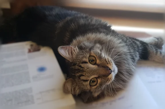 Missing cat Portland, photo: Lost male cat, Cordon Road Northeast, Salem - crooked tail, missing right hind leg
