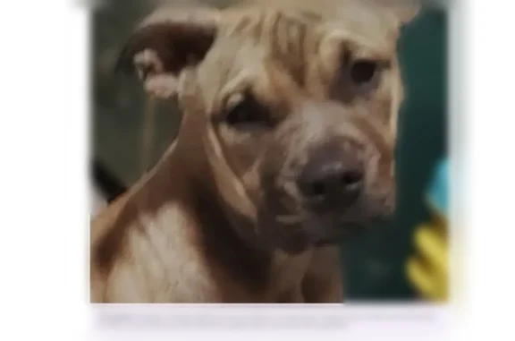 Lost female dog, San Antonio, Texas - solid color with a mask-like appearance - photo