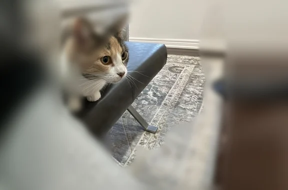 Lost cat, Kootenay Place, 46, Brampton - female with unique markings - photo