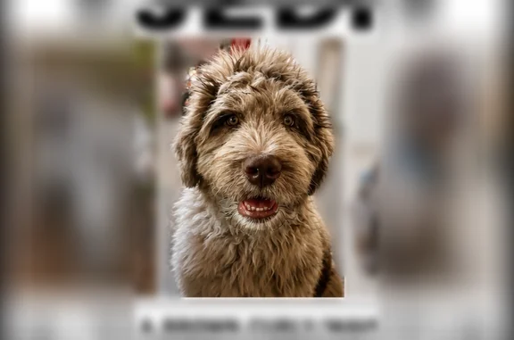 Lost dog, Father Ryan Avenue, 1286, Biloxi - grayish brown with dark brown spots - photo