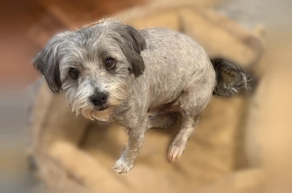 Lost dog, South 250th East Avenue, Broken Arrow - gray pup - photo