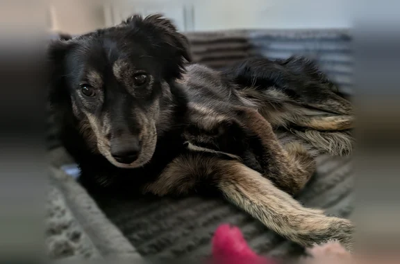 Lost dog, Wilmington, Delaware - female, last seen near Delaware Ave and Franklin Ave - photo