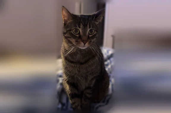 Lost male cat, Woodview Circle, Nashville - grey tabby with green eyes - photo