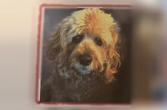 Lost male dog, River Rouge, Michigan - 14-year-old cockapoo - photo