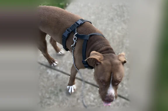 Found dog Drexel Hill, photo: Found male dog, Mason Avenue, 1005, Upper Darby, Drexel Hill - copper color pitbull