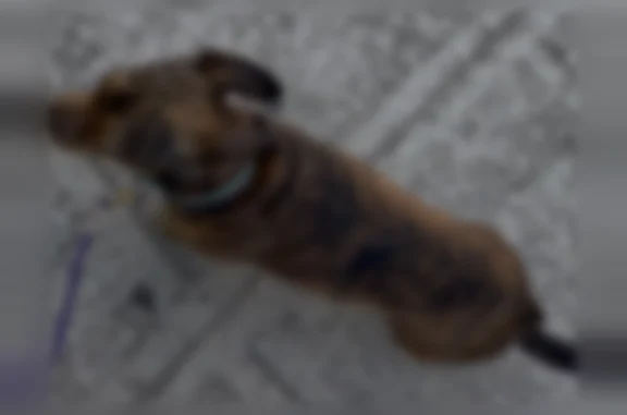 Lost pets New York, photo: Lost dog, Tillary Street, New York - with purple leash