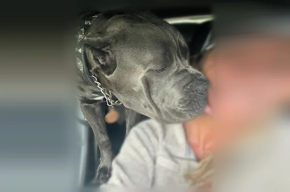 Lost female dog, Euliss Court, Avon - grey with white patch - photo