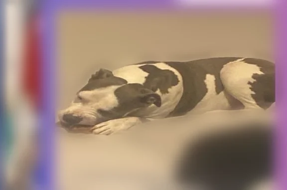 Lost dog, Lost Beach Road, Concord - female with light green eyes - photo