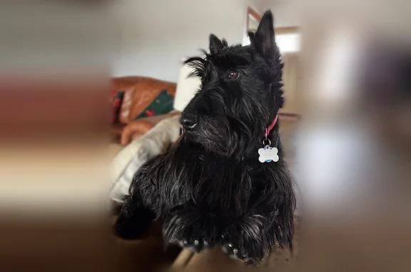 Lost pets Albuquerque, photo: Lost male dog, Ottawa Road Northeast, Albuquerque - Black Scottish Terrier