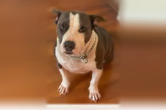Lost dog, Linda Way, 768, Forest Park - friendly male pit bull - photo