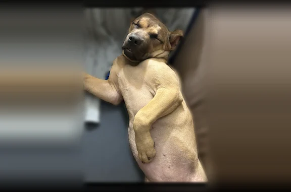 Missing dog Arlington, photo: Lost dog, Datapoint Drive, San Antonio - female with a mask and wrinkle face