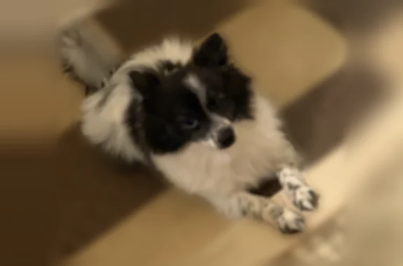 Lost dog, Walnut Street, 620, Camden - female, black and white - photo