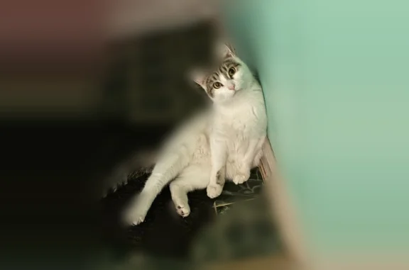 Lost cat, Polk Avenue, Akron - female with cerebral hypoplasia - photo