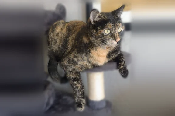 Lost cat, South California Street, Chandler - female calico - photo