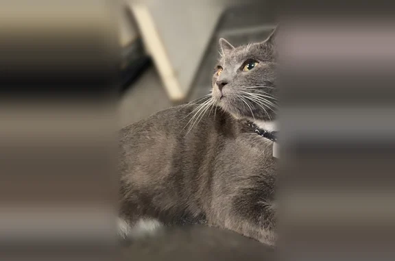 Missing cat Male, Springfield (usl536331) - photo