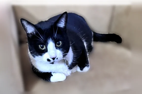 Lost cat, Sairs Avenue, Long Branch - black and white, very friendly - photo