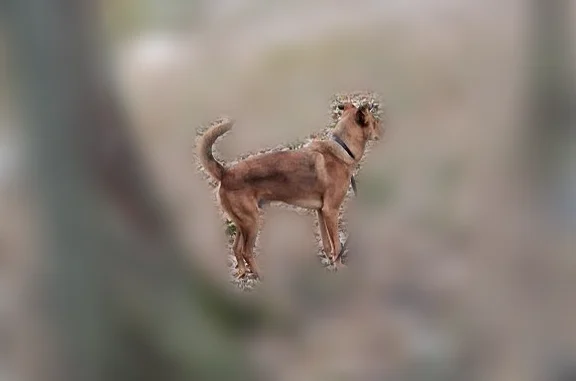 Lost dog, Virginia Street, 3858, Gary - friendly but wary - photo