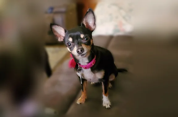 Lost female dog, Southwest 3rd Street, 921, Moore - pink collar and needs medication - photo