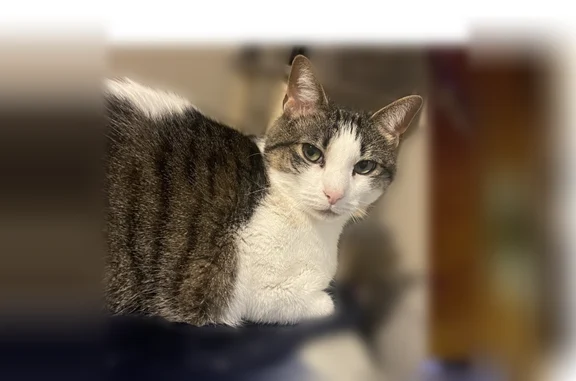 Lost cat, Eva Marie Way, Knoxville - calico with a white “dolphin” marking - photo