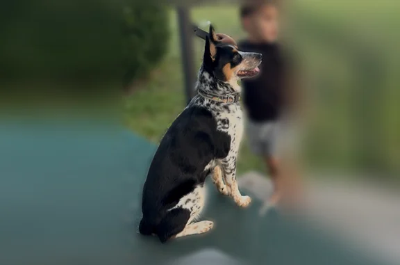 Lost pets Little Rock, photo: Lost dog, South Summit Street, Little Rock - blue heeler and Australian shepherd mix