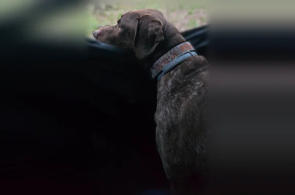 Lost male dog, Ten Eyck Road, Town of Worcester - photo