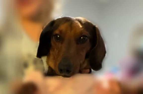 Lost dog, Pecan Street, Shellman, Albany - male with wireless fence collar - photo
