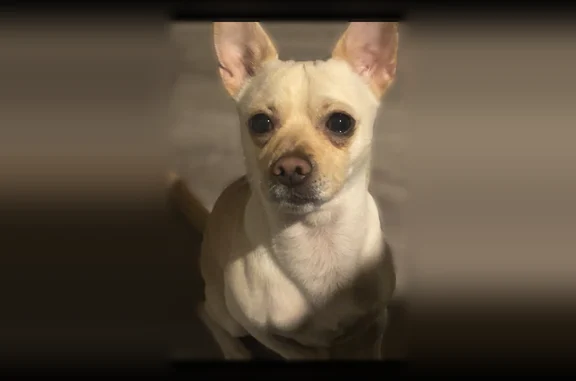 Lost pets Pomona, photo: Lost dog, West Commercial Street, Pomona - smooth coated Chihuahua