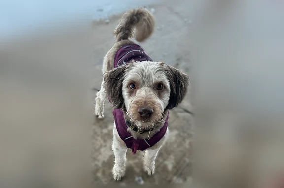 Lost dog, Ogden, Utah - female with a black collar - photo