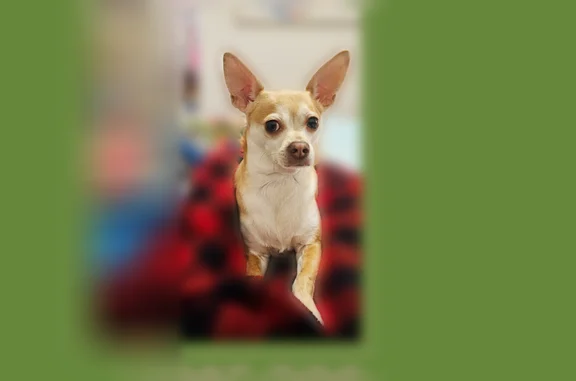Lost dog, South Oleander Street, Cornelius - male chihuahua - photo