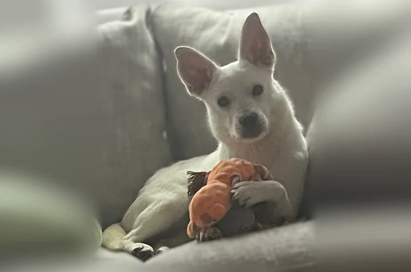 Lost pets Atlanta, photo: Lost dog, Augusta Road, 2931, West Columbia - mainly white with tan markings