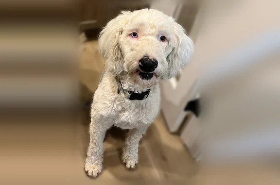 Lost dog, Cresson, Texas - white and gray sheepadoodle with one blue eye - photo