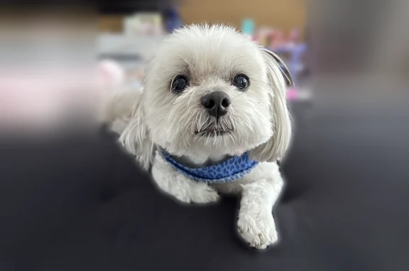 Lost dog, Northeast 21st Avenue, 4813, Fort Lauderdale - 16 years old, very friendly - photo