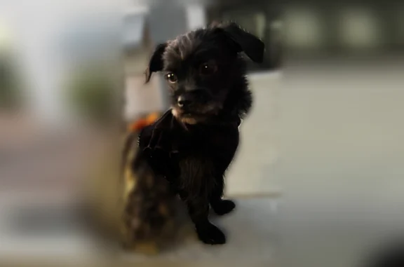 Lost female dog, North Oregon Street, Chandler - black, 1 year old - photo