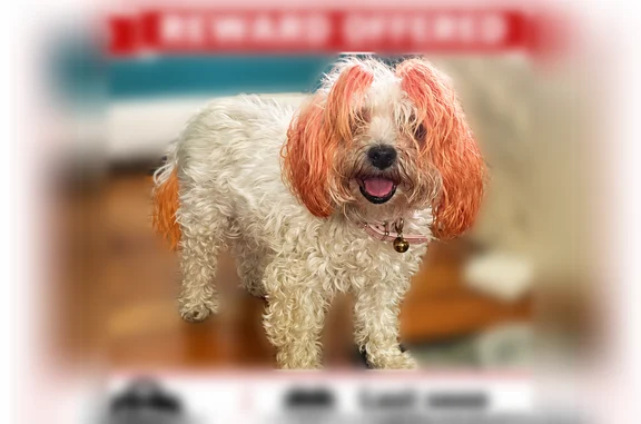 Missing dog Chicago, photo: Lost dog, South Elizabeth Street, 5831, Chicago - female with orange pig tails