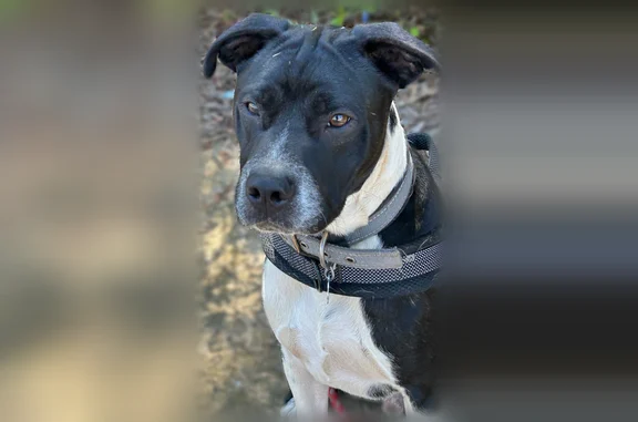 Lost dog, Five Forks Trickum Road Southwest, Lawrenceville - black and white with a crooked tail - photo