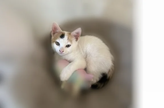 Lost pets Simi Valley, photo: Lost cat, Century Avenue, Simi Valley - female kitten near Sequoia Park