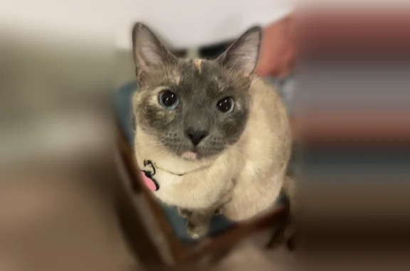 Lost cat, Heritage Street, Gahanna - female with a unique forehead mark - photo