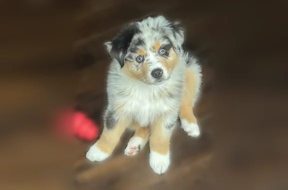 Lost dog, East Henning View Terrace, Anaheim - male Aussie - photo