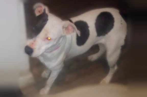 Lost dog, Tomahawk Drive, Lacy Lakeview, Waco - black spot over right eye - photo