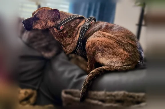 Lost female dog, Calhoun, Georgia - light brindle - photo