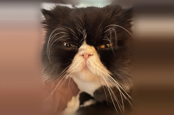 Lost male cat, Benton Pointe Way, Chester - black with white chin - photo