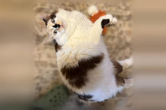 Missing cat Huntington, photo: Lost cat, Lehi Drive, Huntington - female with blue eyes